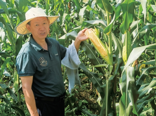 旺发速配 记者探行丨科技解锁山区玉米抗逆密码